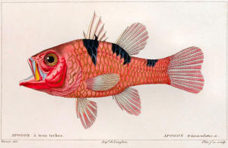 antique fish prints 04
