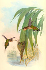 Antique Hummingbird Print 10
