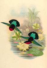 Antique Hummingbird Print 08
