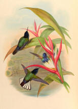 Antique Hummingbird Print 06