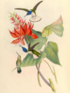 Antique Hummingbird Print 05