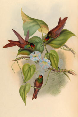 Antique Hummingbird Print 02