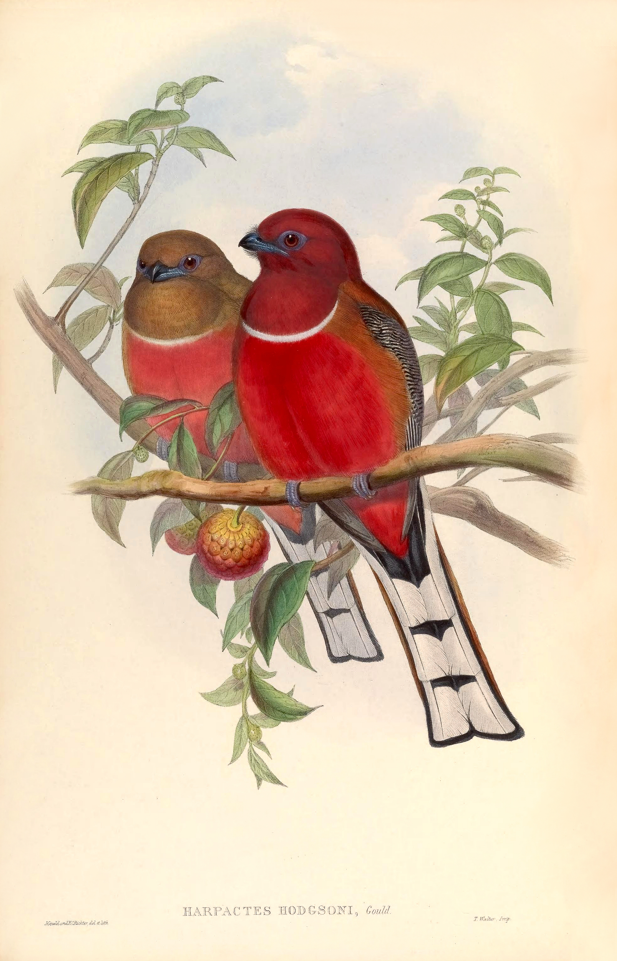 Birds of Asia antique print