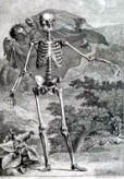 Print Your Own   ANTIQUE ANATOMY PRINTS IMAGES DVD  