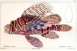 antique fish prints 11